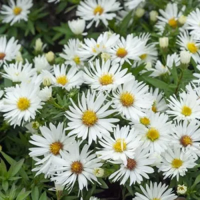 Астра КРИСТИНА кустарниковая в Москве