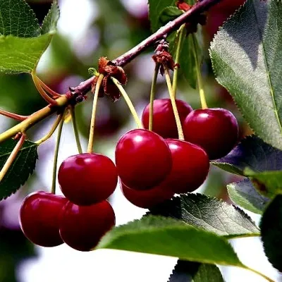 Вишня РИВАЛ — описание сорта Вишня РИВАЛ в Москве