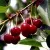 Вишня РИВАЛ — описание сорта Вишня РИВАЛ в Москве