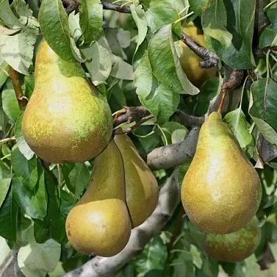 Груша САПФИРА колонновидная  Груша САПФИРА колонновидная в Москве