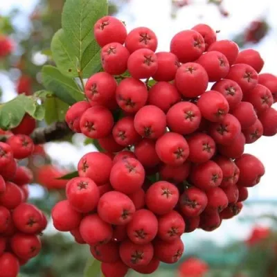 Рябина АЛАЯ КРУПНАЯ сладкоплодная — описание сорта Рябина АЛАЯ КРУПНАЯ сладкоплодная в Москве