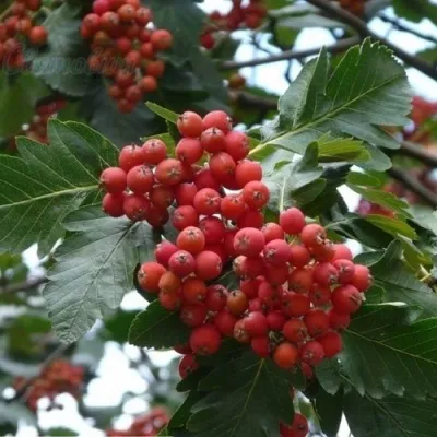 Рябина ДУБОЛИСТНАЯ сладкоплодная — описание сорта Рябина ДУБОЛИСТНАЯ сладкоплодная в Москве