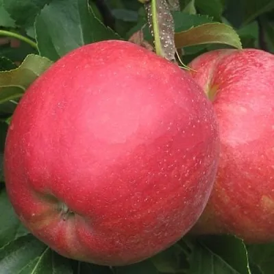 Яблоня РУБИН  Яблоня РУБИН в Москве