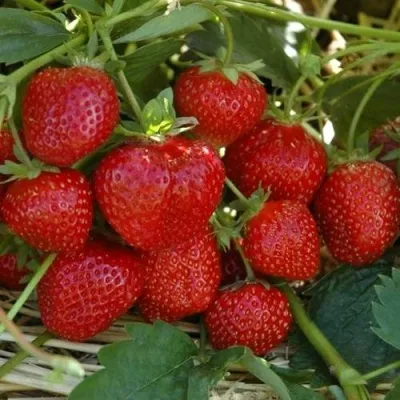 Клубника ЗЕНГА-ЗЕНГАНА — описание сорта Клубника ЗЕНГА-ЗЕНГАНА в Москве