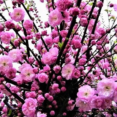 Миндаль в Москве