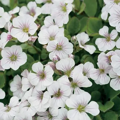 Гипсофила ПИКСИ СПЛЕШ  Гипсофила ПИКСИ СПЛЕШ в Москве