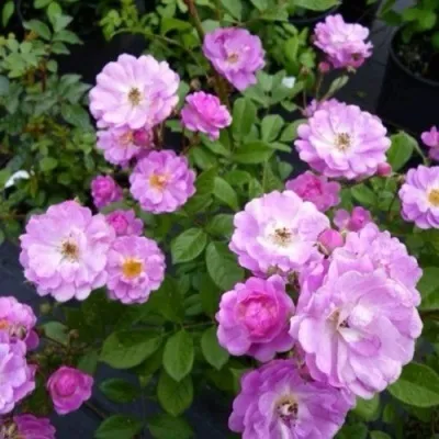 Саженцы роз РАЙМОНД ПРИВАТ полиантовая — описание сорта Саженцы роз РАЙМОНД ПРИВАТ полиантовая в Москве