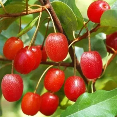 ГУМИ (ЛОХ МНОГОЦВЕТКОВЫЙ) — описание сорта ГУМИ (ЛОХ МНОГОЦВЕТКОВЫЙ) в Москве