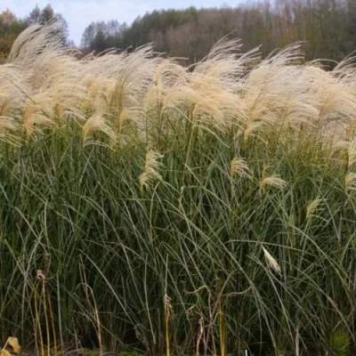 Мискантус ВАНИЛЛА СКАЙ китайский в Москве