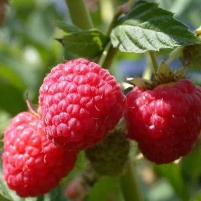 Малина РУДИ в Москве