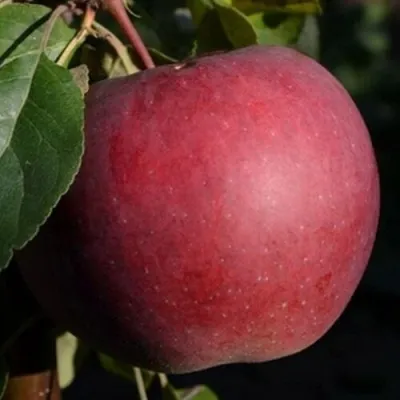 Яблоня БЕЛОРУССКОЕ СЛАДКОЕ в Москве