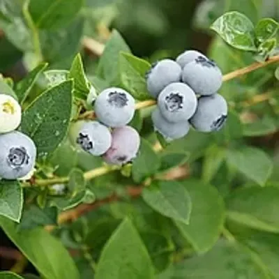 Голубика ЦУКЕР ТРАУБЕ — описание сорта Голубика ЦУКЕР ТРАУБЕ в Москве