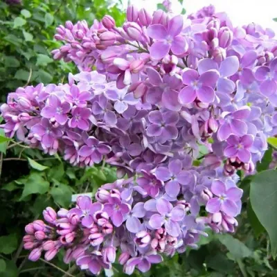 Сирень ОЛЯ — описание сорта Сирень ОЛЯ в Москве