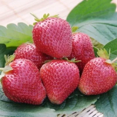 Клубника ВИМА КСИМА — описание сорта Клубника ВИМА КСИМА в Москве