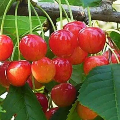 Черешня ДОНЧАНКА — описание сорта Черешня ДОНЧАНКА в Москве