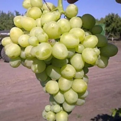 Виноград АРКАДИЯ — описание сорта Виноград АРКАДИЯ в Москве