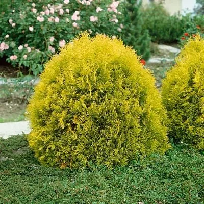 Туя РЕЙНГОЛД западная  Туя РЕЙНГОЛД западная в Москве