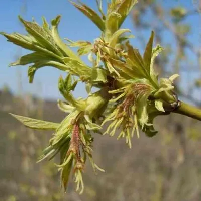 Клен ясенелистный в Москве