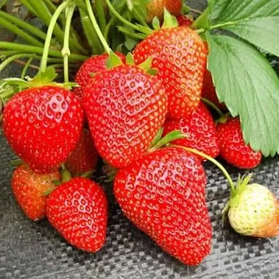 Клубника ВИМА РИНА ремонтантная  Клубника ВИМА РИНА ремонтантная в Москве