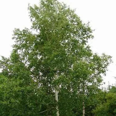 Береза бородавчатая  Береза бородавчатая в Москве