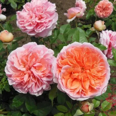 Саженцы роз ЧИППЕНДЕЙЛ чайно-гибридная в Москве