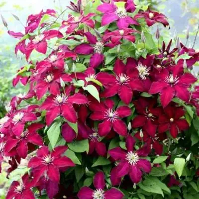 Клематис МАЗОВШЕ — описание сорта Клематис МАЗОВШЕ в Москве