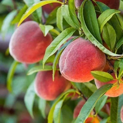 Персик РЭД ХЕВЕН — описание сорта Персик РЭД ХЕВЕН в Москве