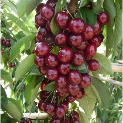 Вишня КОРОЛЕВА колонновидная — описание сорта Вишня КОРОЛЕВА колонновидная в Москве