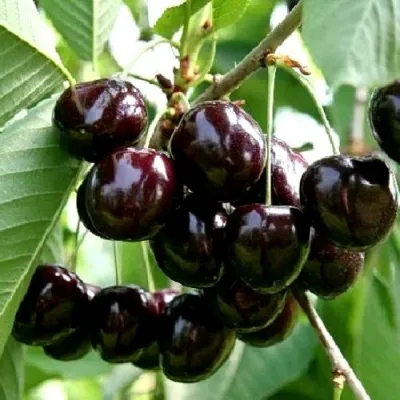 Дюк НОЧКА — описание сорта Дюк НОЧКА в Москве