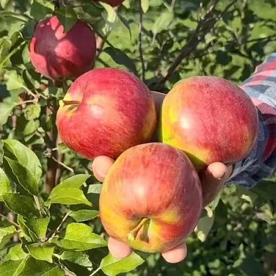 Яблоня ПОСПЕХ  Яблоня ПОСПЕХ в Москве