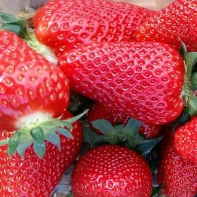 Клубника АМИ — описание сорта Клубника АМИ в Москве