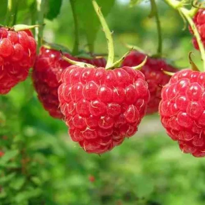 Малина ПРОСТО ПРЕЛЕСТЬ (СТОЛЕШНИК) в Москве