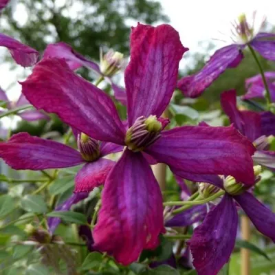 Клематис СВИТ САММЕР ЛАВ — описание сорта Клематис СВИТ САММЕР ЛАВ в Москве