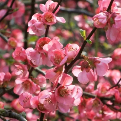 Айва ПИНК КВИН в Москве