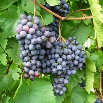 Виноград АГАТ ДОНСКОЙ — описание сорта Виноград АГАТ ДОНСКОЙ в Москве