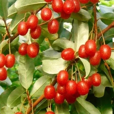 ГУМИ (ЛОХ МНОГОЦВЕТКОВЫЙ) — описание сорта ГУМИ (ЛОХ МНОГОЦВЕТКОВЫЙ) в Москве