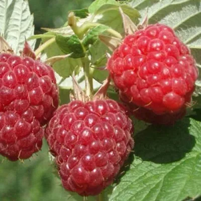 Саженцы малины Бальзам Саженцы малины Бальзам