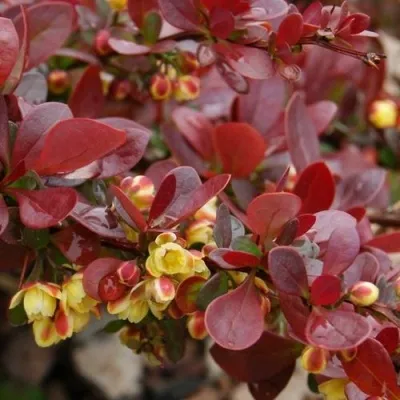 Барбарис КАРМЕН тунберга — описание сорта Барбарис КАРМЕН тунберга в Москве