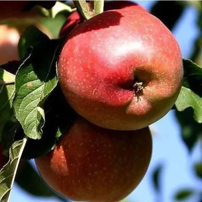 Яблоня АНТЕЙ КИЕВСКИЙ колонновидная — описание сорта Яблоня АНТЕЙ КИЕВСКИЙ колонновидная в Москве