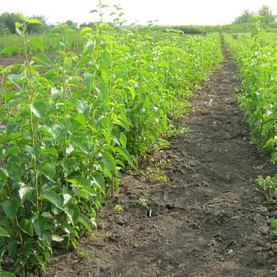 Подвой черешни ДИКАЯ ЧЕРЕШНЯ в Москве