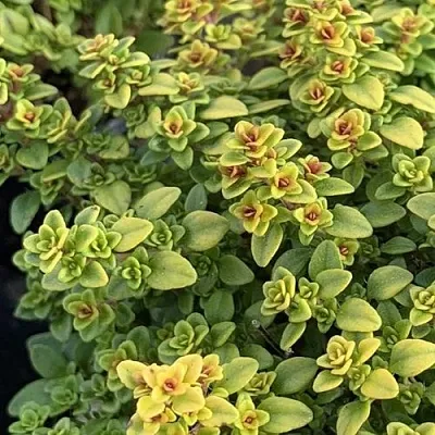 Тимьян АРЧЕРЗ ГОЛД  Тимьян АРЧЕРЗ ГОЛД в Москве