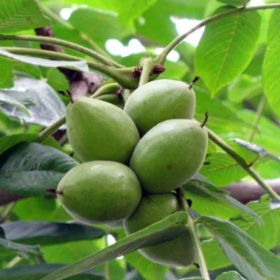 Орех маньчжурский МИЧУРИНЕЦ в Москве