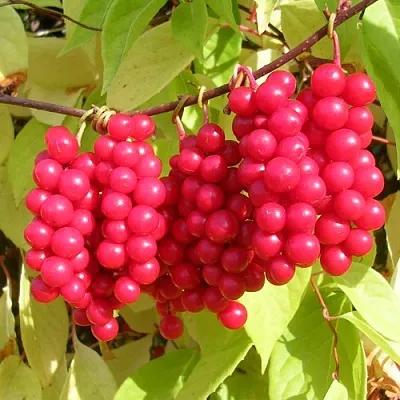 Лимонник в Москве