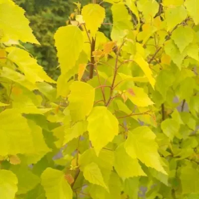 Берёза ГОЛДЕН ОБЕЛИСК повислая  — описание сорта Берёза ГОЛДЕН ОБЕЛИСК повислая  в Москве