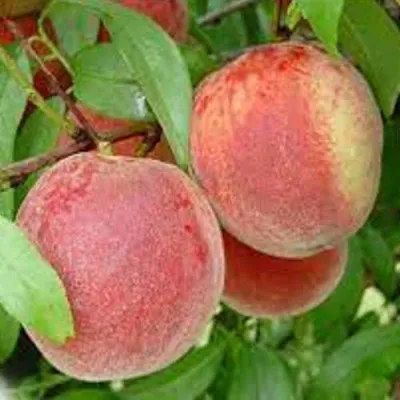 Персик ТУРИСТ в Москве