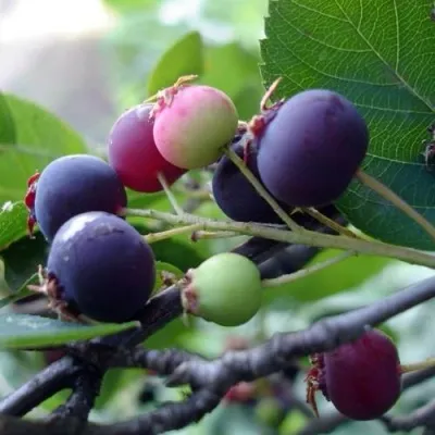 Ирга СМОУКИ — описание сорта Ирга СМОУКИ в Москве