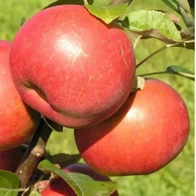 Яблоня РЕДКРАФТ  Яблоня РЕДКРАФТ в Москве