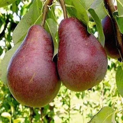 Груша с красной мякотью КРАСНАЯ ИЗ СААРЕМА  Груша с красной мякотью КРАСНАЯ ИЗ СААРЕМА в Москве