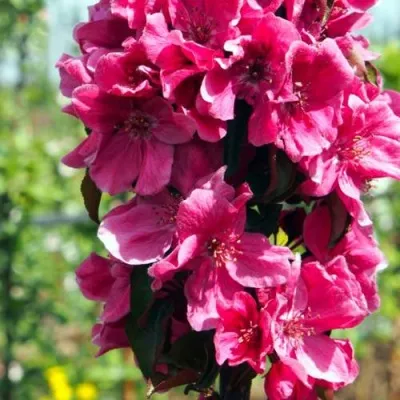 Яблоня МАЛИНОВОЕ ОЖЕРЕЛЬЕ колонновидная — описание сорта Яблоня МАЛИНОВОЕ ОЖЕРЕЛЬЕ колонновидная в Москве