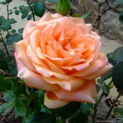 Саженцы роз ЭЛЬДОРАДО чайно-гибридная — описание сорта Саженцы роз ЭЛЬДОРАДО чайно-гибридная в Москве